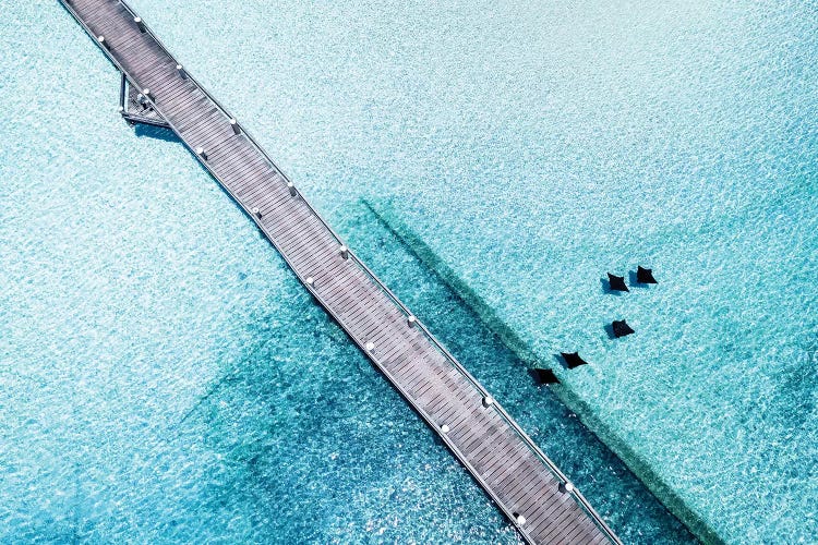 Island Jetty Aerial with Eagle Rays by James Vodicka wall art