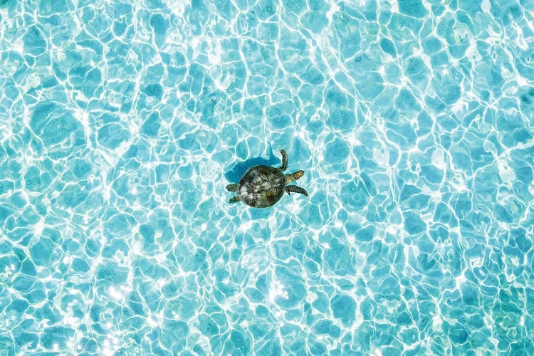 Aerial Turtle Calm Turquoise Water