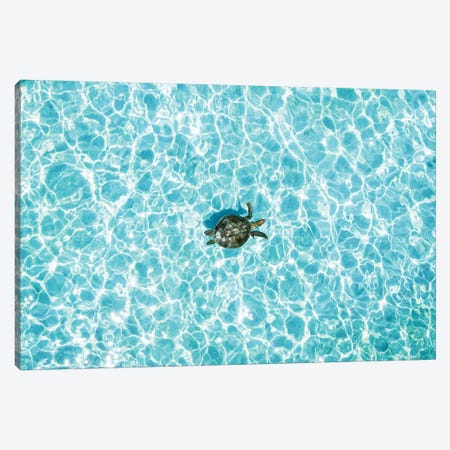 Aerial Turtle Calm Turquoise Water Canvas Print #JVO6} by James Vodicka Art Print