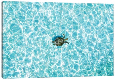 Aerial Turtle Calm Turquoise Water Canvas Art Print - James Vodicka