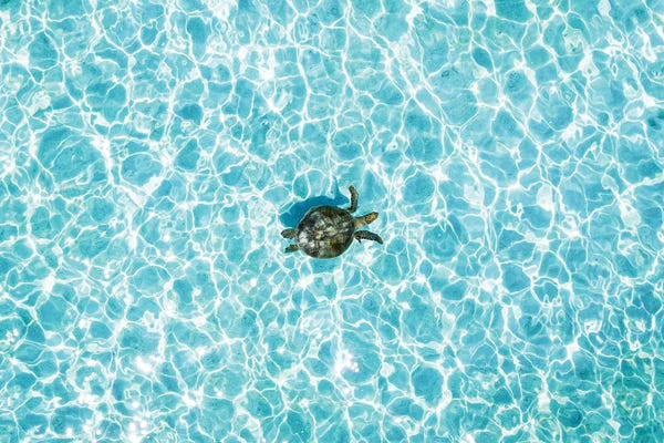 James Vodicka: Aerial Turtle Calm Turquoise Water by James Vodicka