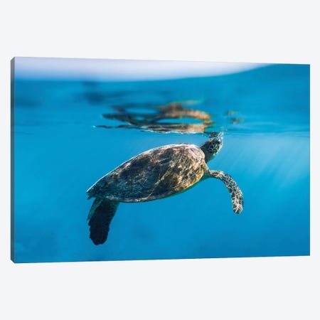 Large Turtle Underwater Reef Canvas Print #JVO84} by James Vodicka Canvas Print
