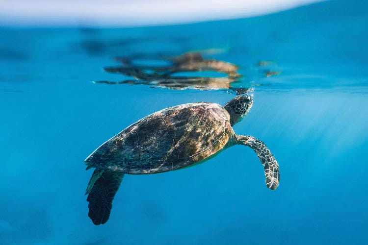 Large Turtle Underwater Reef