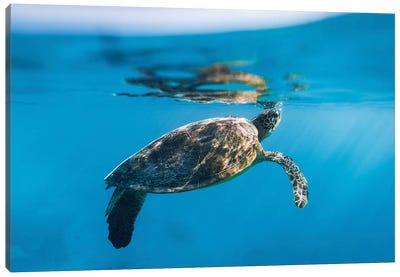 Large Turtle Underwater Reef Canvas Art Print - James Vodicka