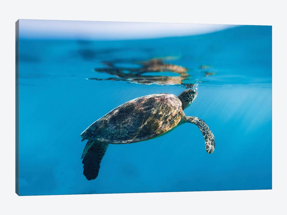 Large Turtle Underwater Reef by James Vodicka 1-piece Canvas Art Print