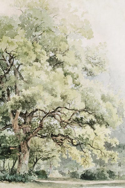 The Oak by Jackie Von Tobel canvas print