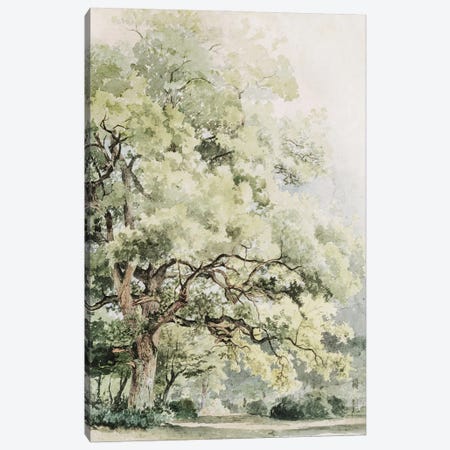 The Oak Canvas Print #JVT65} by Jackie Von Tobel Canvas Artwork