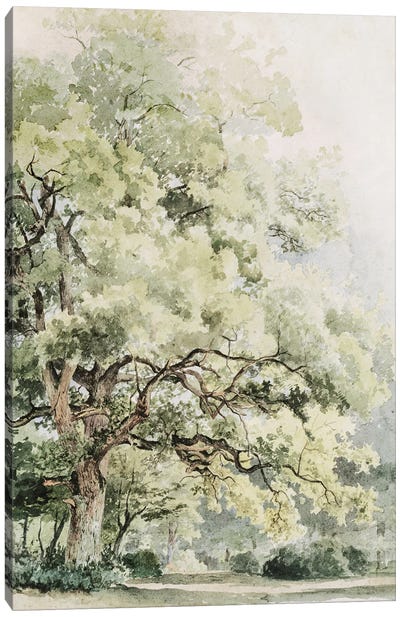 The Oak Canvas Art Print - Oak Trees
