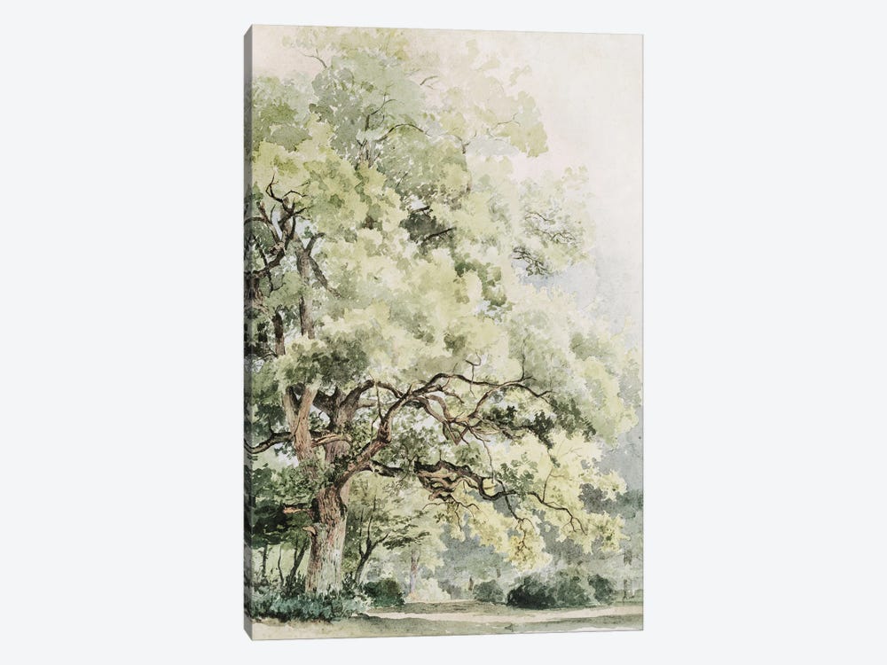 The Oak by Jackie Von Tobel 1-piece Canvas Wall Art