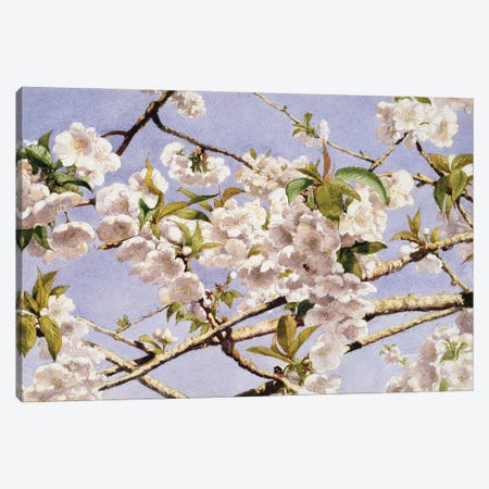 Apple Blossoms Canvas Print #JWH1} by John William Hill Canvas Wall Art