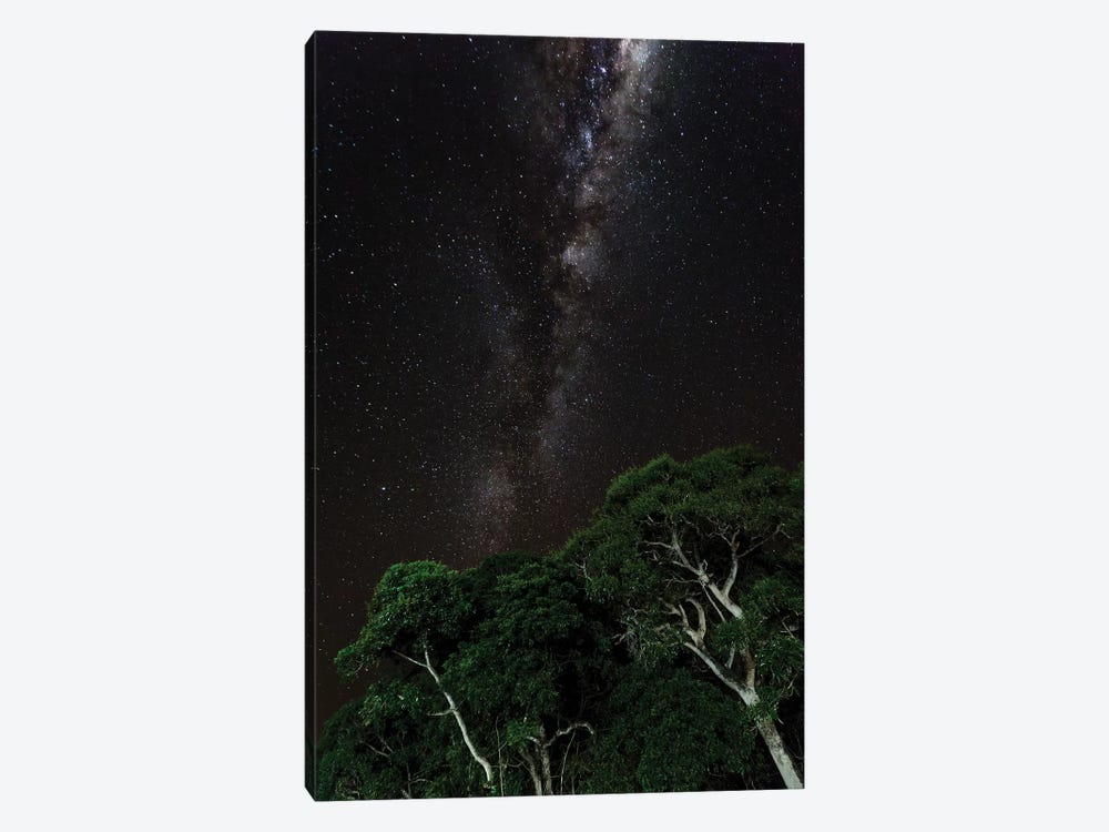 Light painted tree in the foreground with the Milky Way Galaxy in the Pantanal, Brazil by James White 1-piece Canvas Art Print