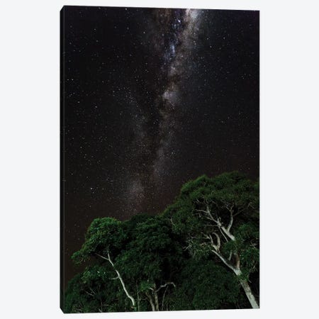 Light painted tree in the foreground with the Milky Way Galaxy in the Pantanal, Brazil Canvas Print #JWT1} by James White Canvas Art Print