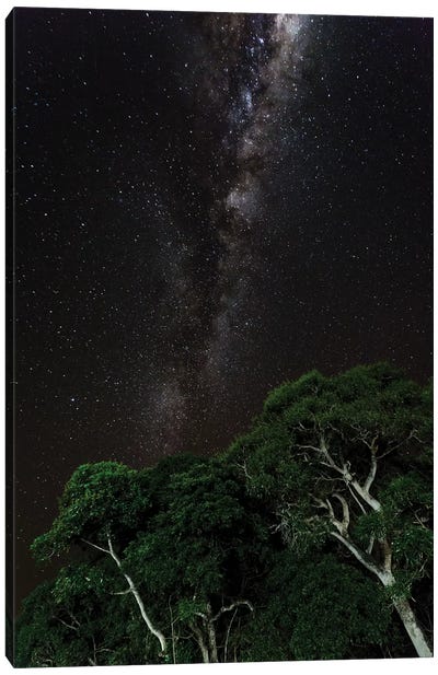 Light painted tree in the foreground with the Milky Way Galaxy in the Pantanal, Brazil Canvas Art Print