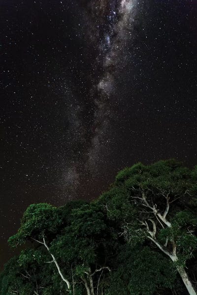 Light painted tree in the foreground with the Milky Way Galaxy in the Pantanal, Brazil