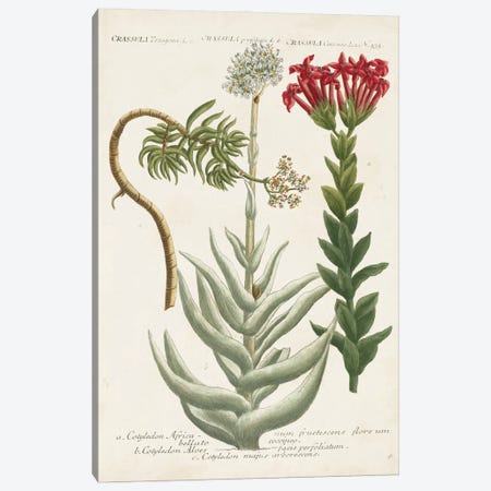Botanical Varieties I Canvas Print #JWW1} by Johann Wilhelm Weinmann Canvas Wall Art