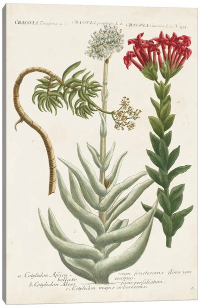 Botanical Varieties I Canvas Art Print