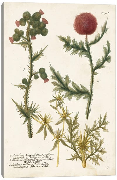 Botanical Varieties II Canvas Art Print