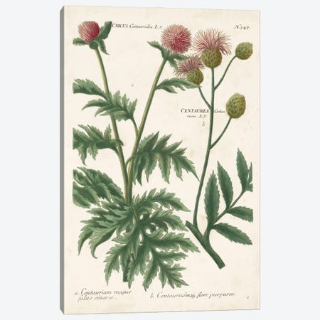 Botanical Varieties III Canvas Print #JWW3} by Johann Wilhelm Weinmann Canvas Art