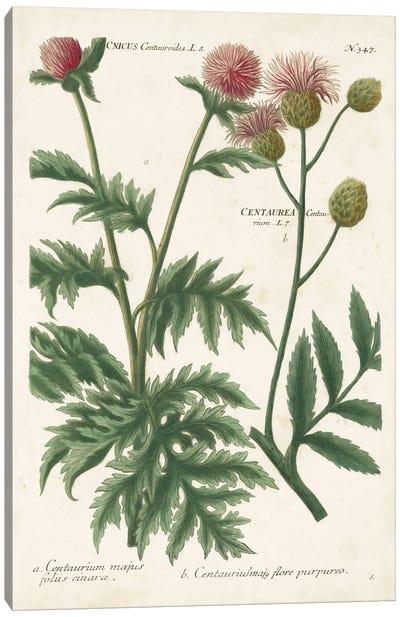 Botanical Varieties III Canvas Art Print