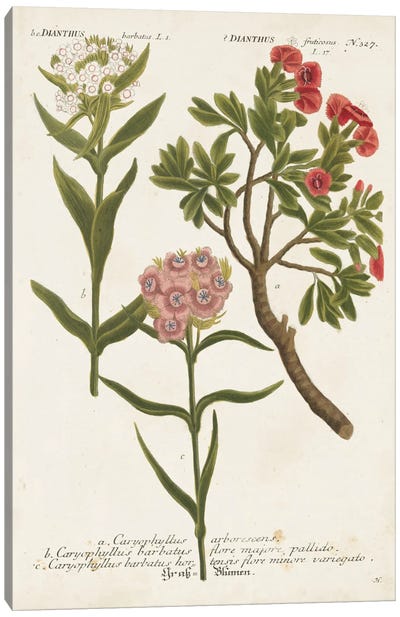 Botanical Varieties IV Canvas Art Print