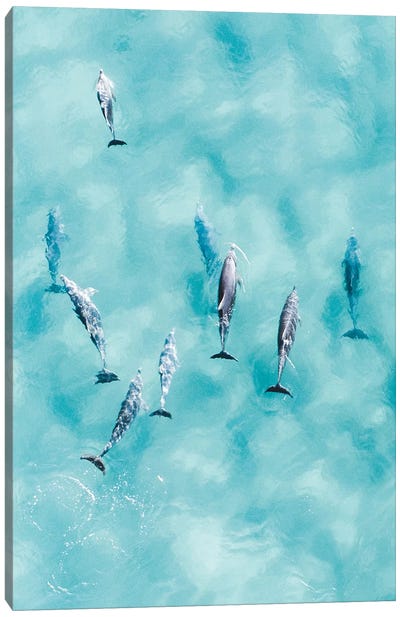 Cruisy Dolphins III Canvas Art Print - Monochromatic Photography