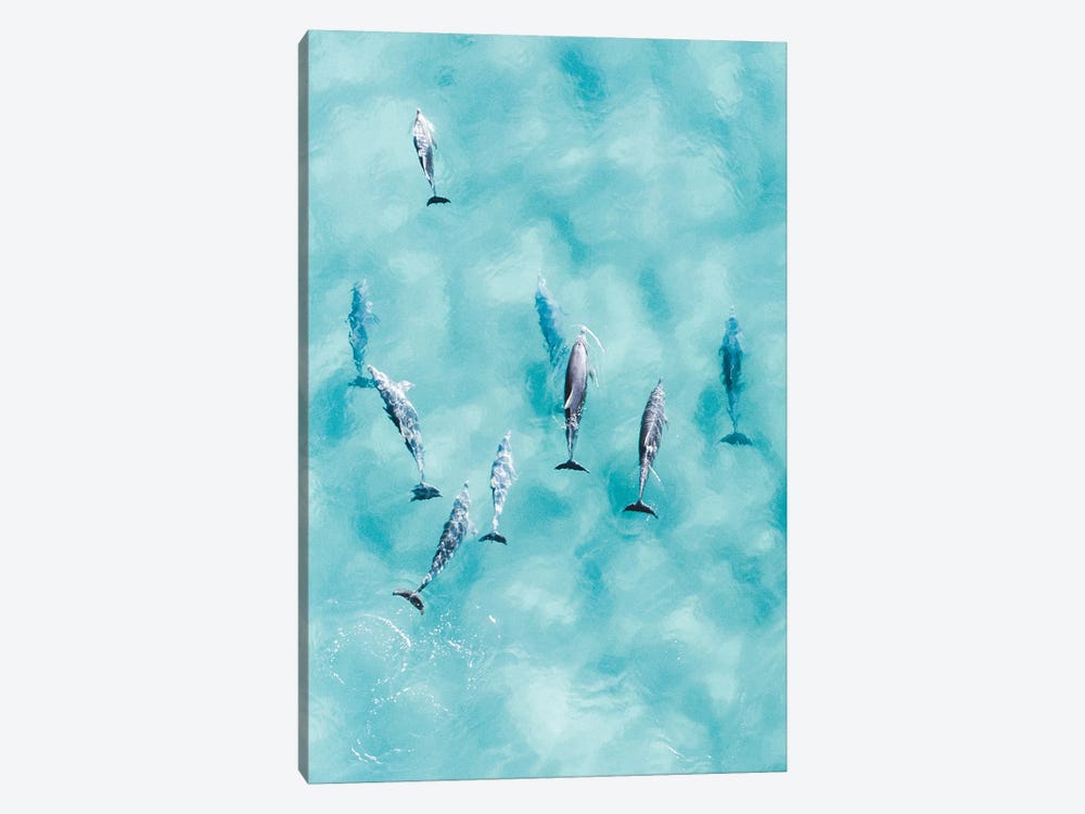 Cruisy Dolphins III by Jaxon Roberts 1-piece Canvas Art Print