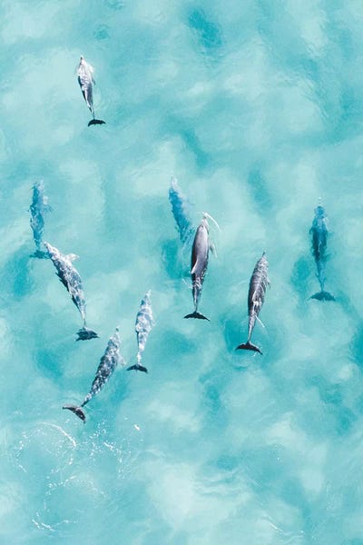 Cruisy Dolphins III
