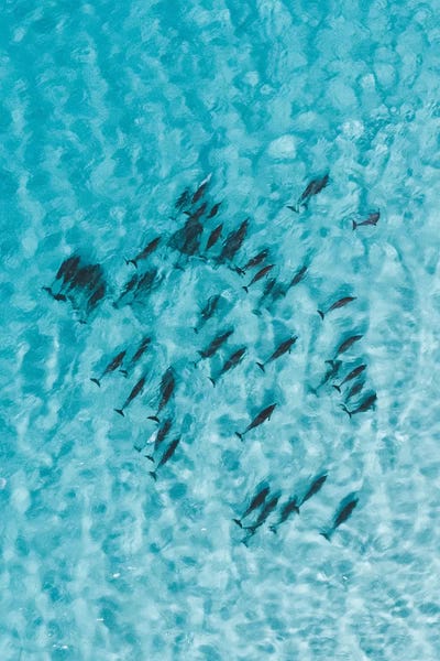 Cruisy Dolphins V by Jaxon Roberts canvas print