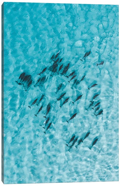 Cruisy Dolphins V Canvas Art Print - Aerial Photography