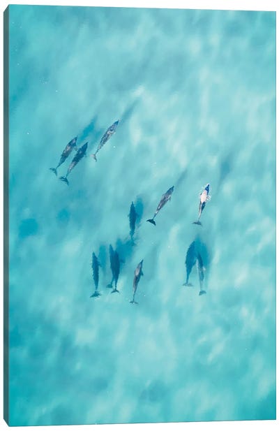 Cruisy Dolphins VI Canvas Art Print - Aerial Photography