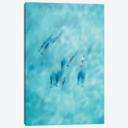 Cruisy Dolphins VI Canvas Print #JXR12} by Jaxon Roberts Canvas Art Print