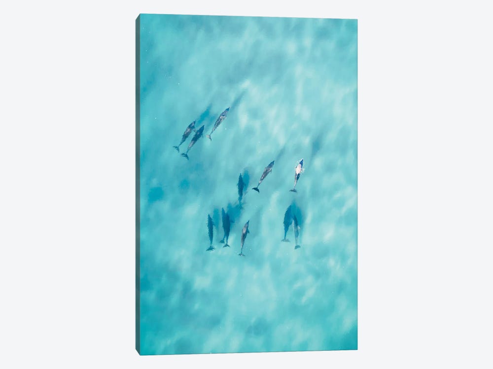 Cruisy Dolphins VI by Jaxon Roberts 1-piece Art Print