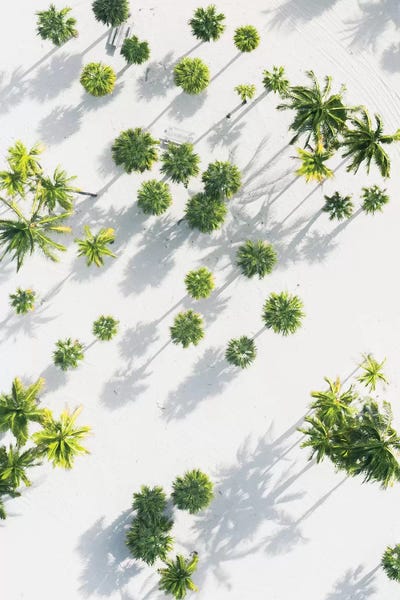 Jaxon Roberts: Palm Tree Paradise High Res by Jaxon Roberts