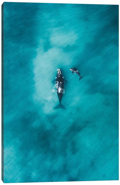 Peaceful Whales I Canvas Art Print - Jaxon Roberts