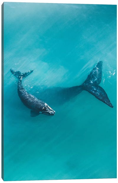 Peaceful Whales II Canvas Art Print - Jaxon Roberts