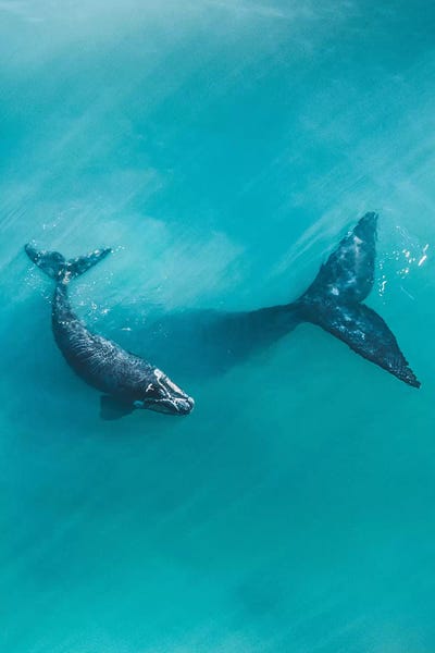 Jaxon Roberts: Peaceful Whales II by Jaxon Roberts