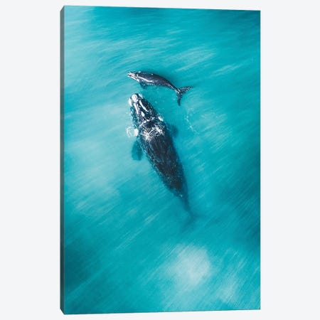 Peaceful Whales III Canvas Print #JXR44} by Jaxon Roberts Canvas Print