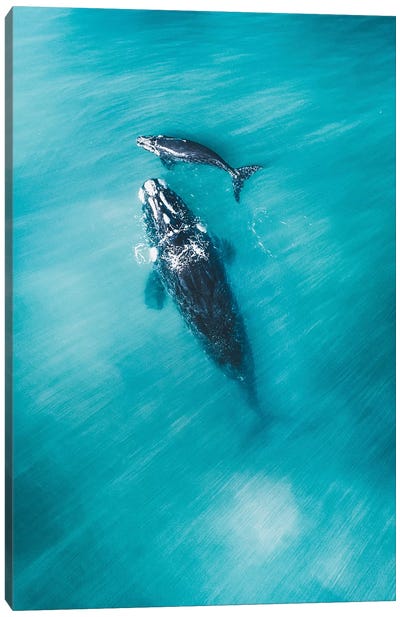 Peaceful Whales III Canvas Art Print - Jaxon Roberts