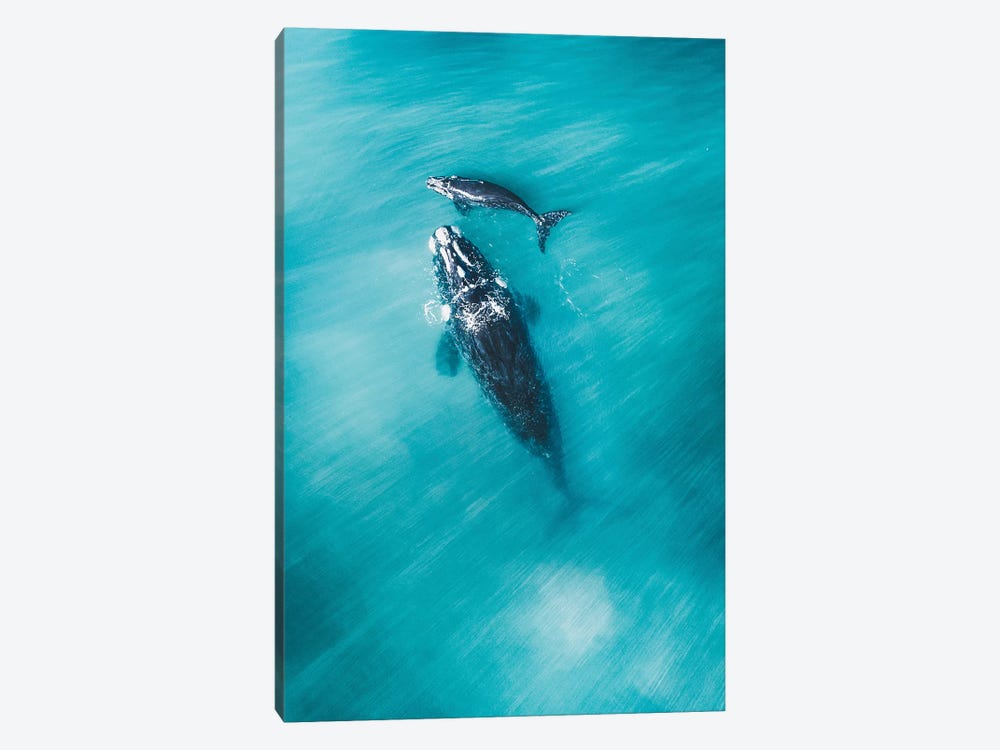 Peaceful Whales III by Jaxon Roberts 1-piece Canvas Artwork