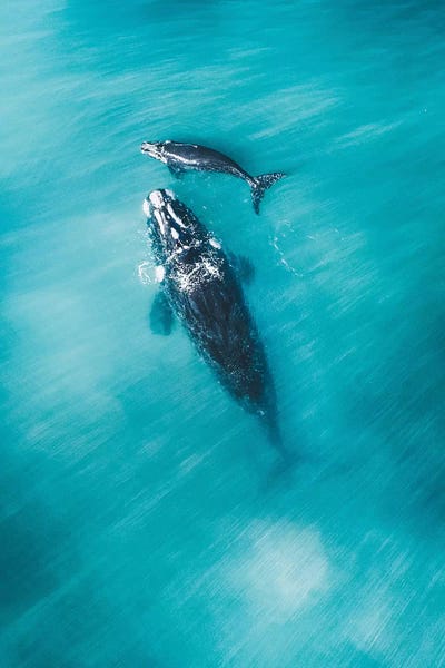 Jaxon Roberts: Peaceful Whales III by Jaxon Roberts