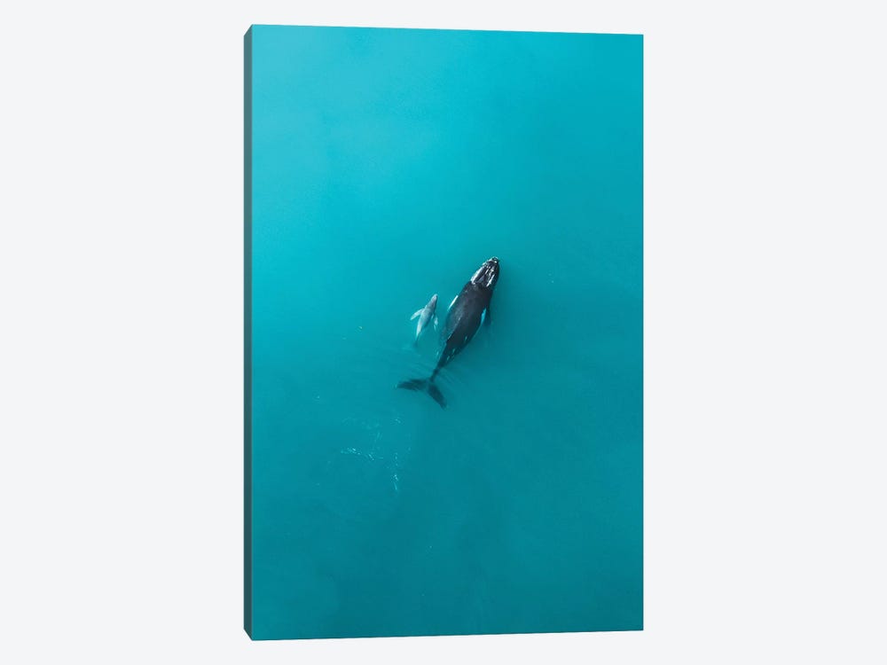 Peaceful Whales IV by Jaxon Roberts 1-piece Canvas Print