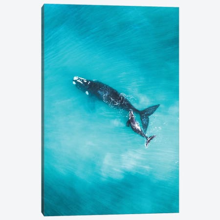 Peaceful Whales V Canvas Print #JXR46} by Jaxon Roberts Art Print