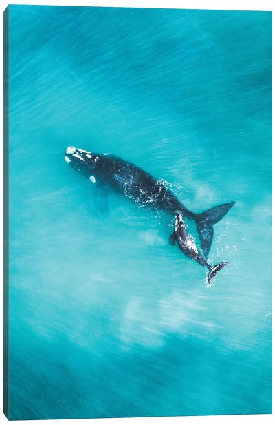 Peaceful Whales V Canvas Art Print - Jaxon Roberts