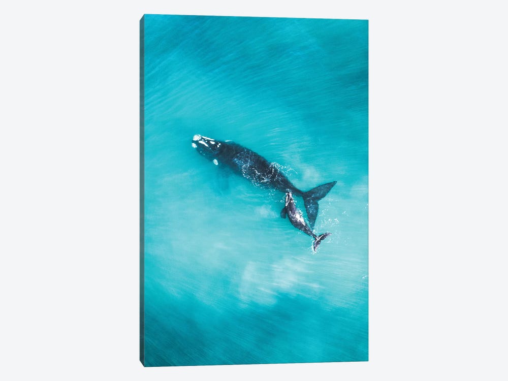 Peaceful Whales V by Jaxon Roberts 1-piece Canvas Artwork