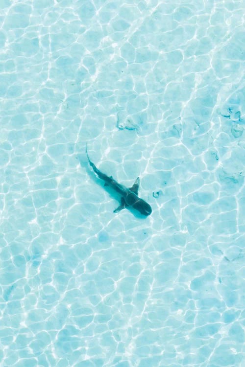 Shark In The Shallows