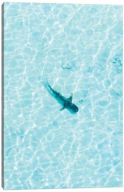 Shark In The Shallows Canvas Art Print - Aerial Photography
