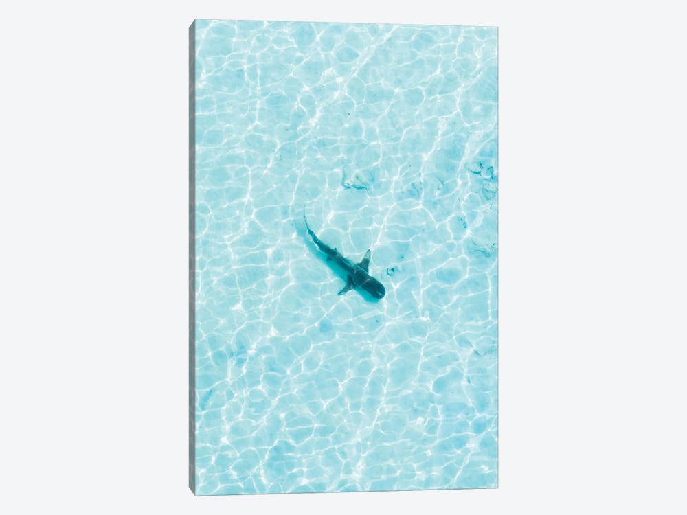 Shark In The Shallows by Jaxon Roberts 1-piece Canvas Art Print