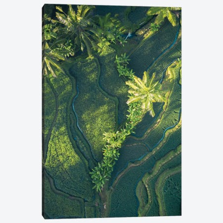 Bali Rice Paddies Canvas Print #JXR5} by Jaxon Roberts Art Print