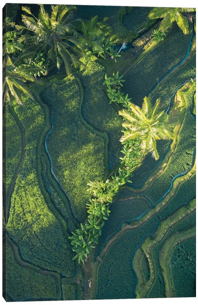 Bali Rice Paddies Canvas Art Print - Bali