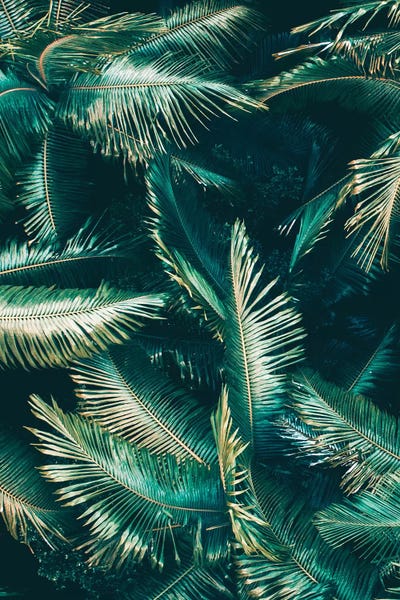Tropical VIbes by Jaxon Roberts framed wall art